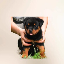 纯种罗威纳活体狗军警犬大型护卫犬搜救犬缉毒犬防暴犬宠物工作犬
