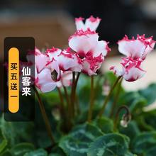仙客来种子卜海棠兔耳花兔子花籽多年生室内外盆栽春秋播冬春开花