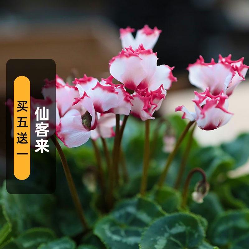 仙客来种子卜海棠兔耳花兔子花籽多年生室内外盆栽春秋播冬春开花