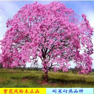 �{��麘������F������ϡ���F�{�F���P��ľ�t��麄e��ͥԺ����