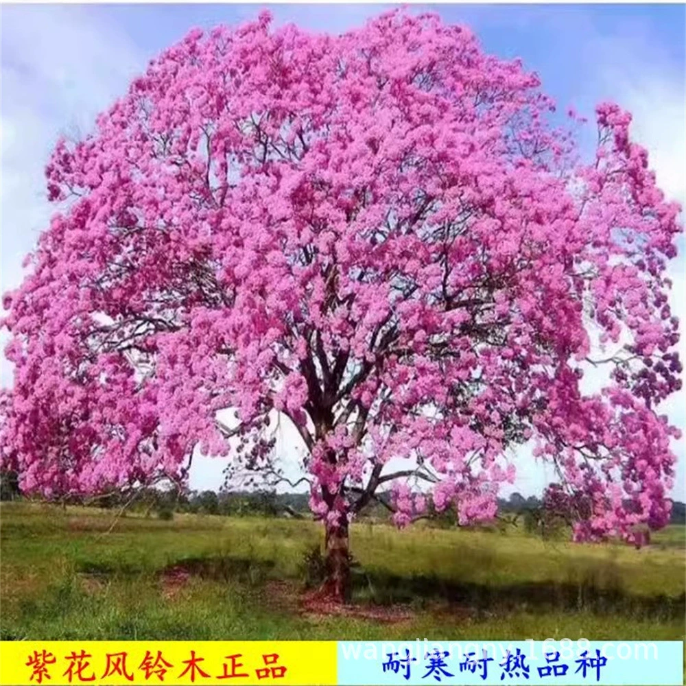 Саженец жакаранда драгоценный саженец редкий и драгоценный Синий туман дерево Феникс красный Джакаранда Вилла во дворе Саженец