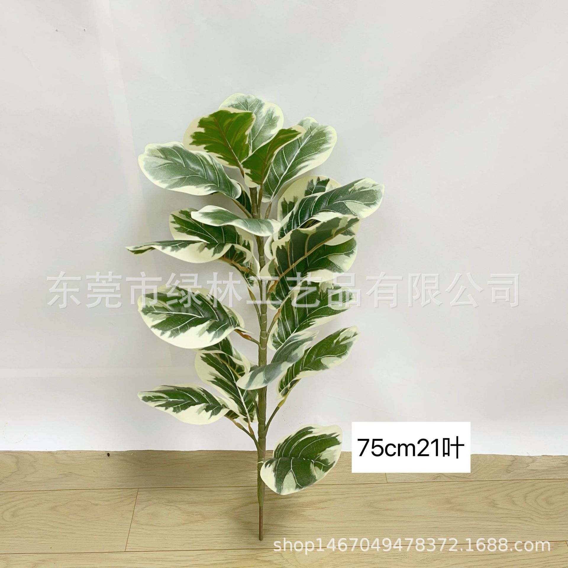 흰색 가장자리 75cm21 잎