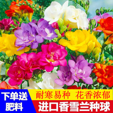 �M����ѩ�m�N��С�n�m�����҃��⻨���ļ��������׷N�_��ֲ��N��