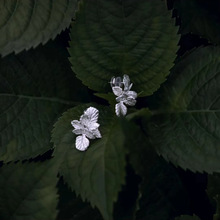 s925�yᘘ�ݮ���u���Ů�ٴ���Ů��������ݮ�~�p��С�����|���h