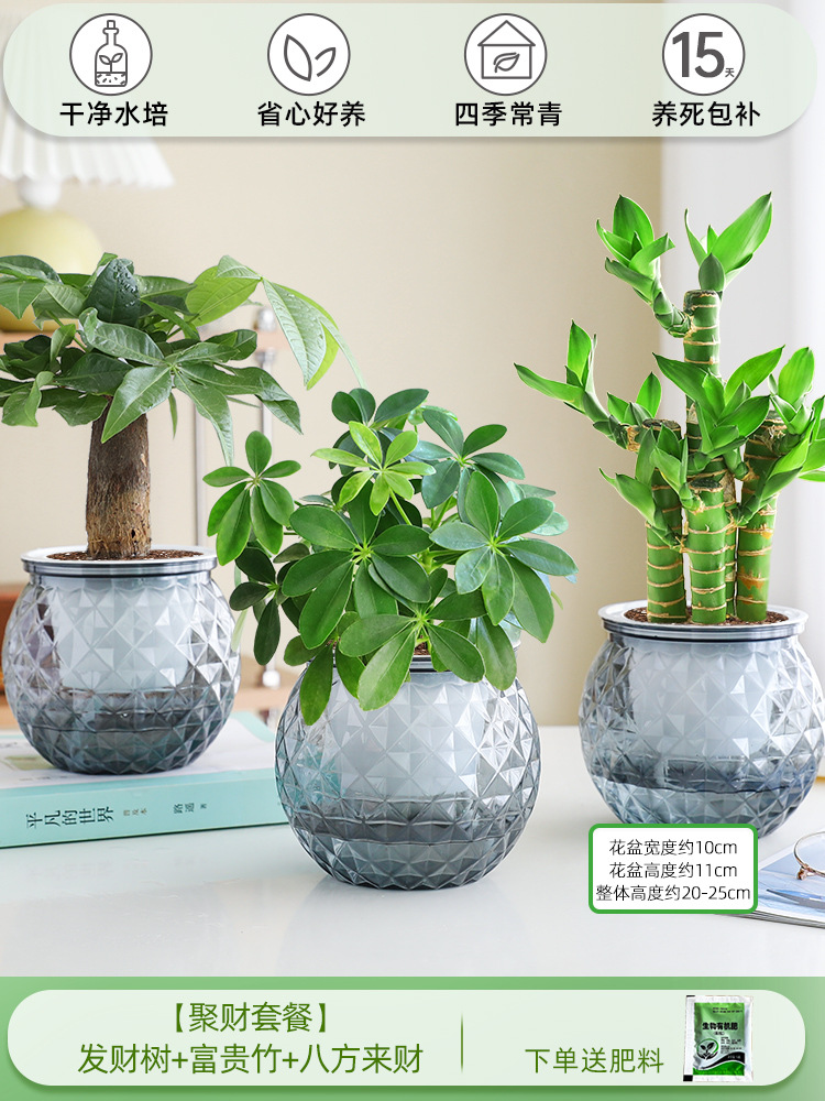 [부자 패키지] 돈나무 + 행운의 대나무 + 사방에서 오는 부