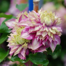 羳؛FɏNѻFɏN̨ͥԺԮٷN