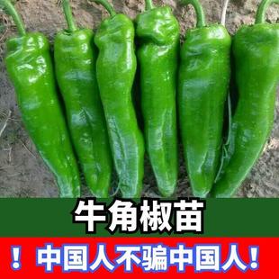 ţ�ǽ������ݽz�����콷�𽷺�����Ǽ⽷�����̨�Nֲ�����ļ���