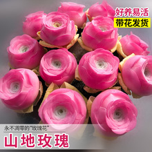 ɽ��õ�����ֲ���Ϙ��҃�����ˮ���ҾƱ���Ү�_�k�����滨�ܾGֲ