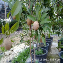 �޽����Ĺ��������S���������ͥԺ�����Ϸ������Nֲ����������