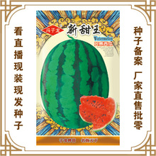 蔬菜种子厂家冯子龙直售批零大田基地大棚菜园阳台 新甜玉西瓜