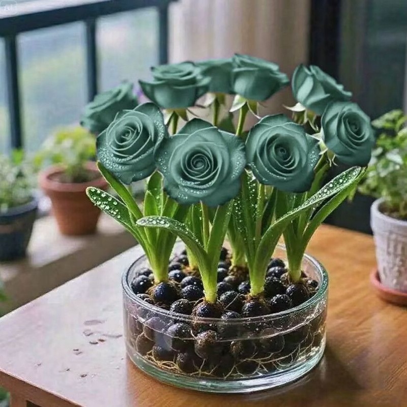 【浇水即活】水培浓香型玫瑰花球根重瓣驱蚊耐热花卉客厅盆栽绿植