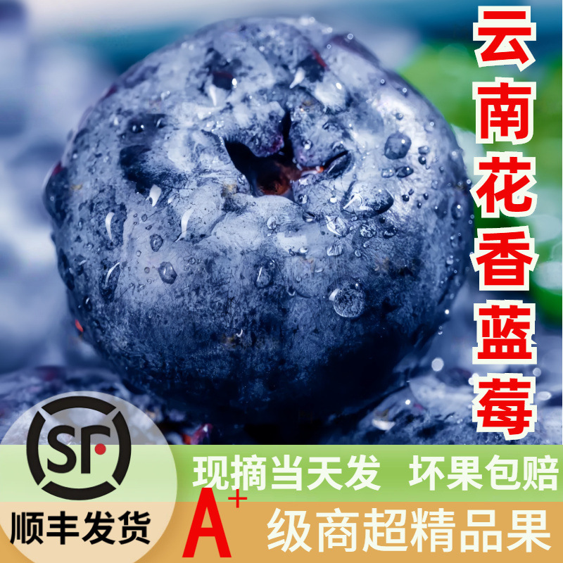 Sf Express Yunnan Blueberries Fresh Fruit L25 Floral Fragrance Fresh Fruit for Pregnant Women Seasonal Freshly Picked Extra Large Blueberries Whole Box Sf Express Yunnan Blueberries Fresh Fruit L25 Floral Fragrance Fresh Fruit for Pregnant Women Seasonal Freshly Picked Extra Large Blueberries Whole Box