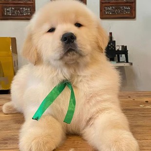 ���N��ëȮ���w������Ȯ���B����Ȯِ���pѪ�y��Ǽܼ��B��ë��Ȯ