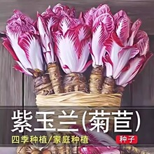 紫玉兰菜种子金玉兰种籽子孑软化菊苣根阳台蔬菜苗秧苗四季红牙球