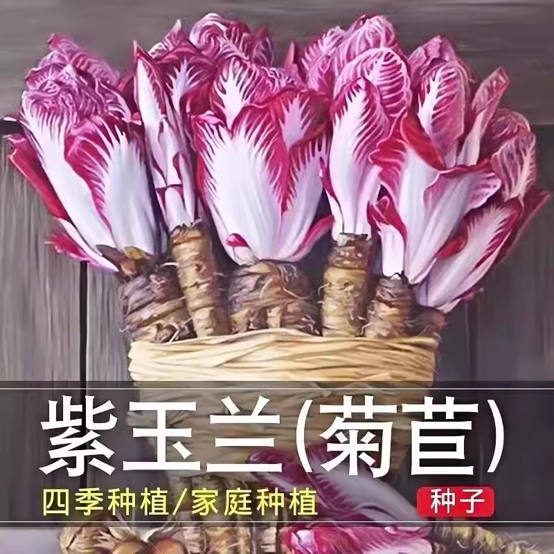紫玉兰菜种子金玉兰种籽子孑软化菊苣根阳台蔬菜苗秧苗四季红牙球