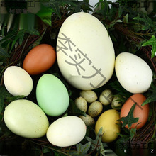 �u���Z�������r�B���������g�����޵����u��ģ�͙����z�¿�ͯ