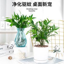 带根驱蚊竹富贵竹水培易活植物竹柏室内客厅绿植花卉盆栽四季常青