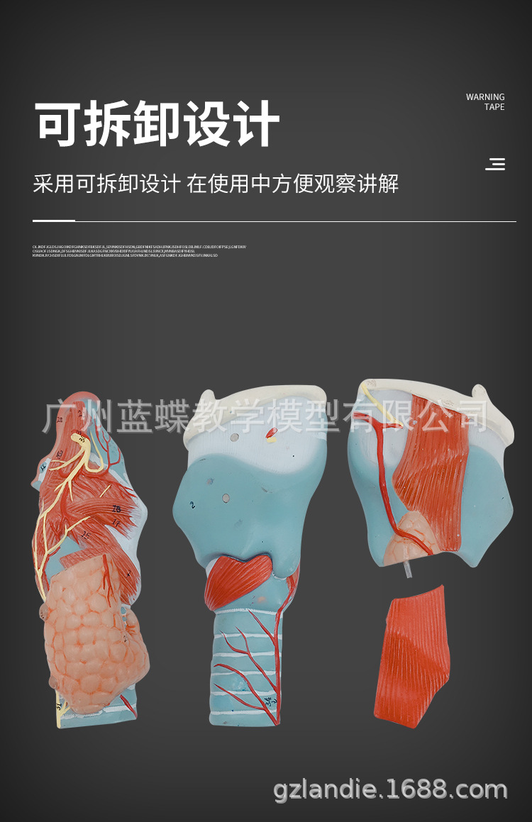 2倍放大 喉部模型 喉解剖 人体喉解剖模型 喉部医学解剖模型-阿里巴巴