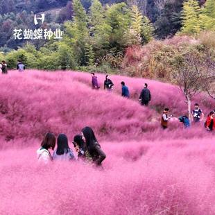 ����y�ӲݷN�ӾW�t�ݻ��N����ëâ�y�Ӳݶ��������N�Ӿ��^���N��