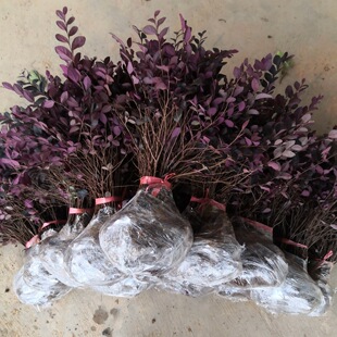 �t���^ľ���ļ�����G���繤���� ɫ�K�G��С��h���� �t����ľ��