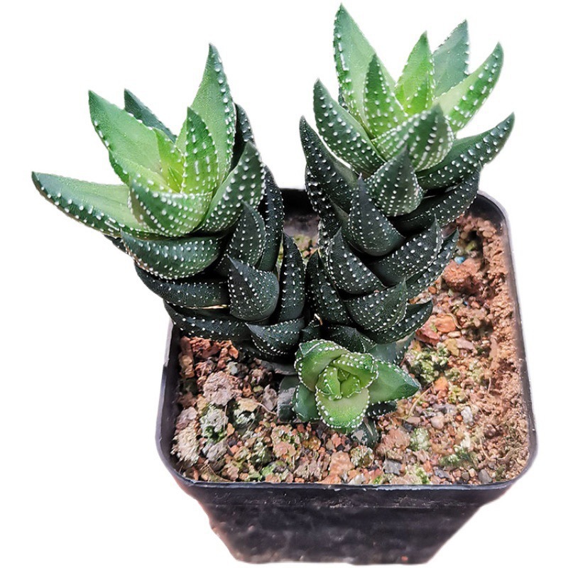 9륜 타워의 높이는 8~9cm입니다. (플라스틱 화분이 배송이 더 쉽습니다.)