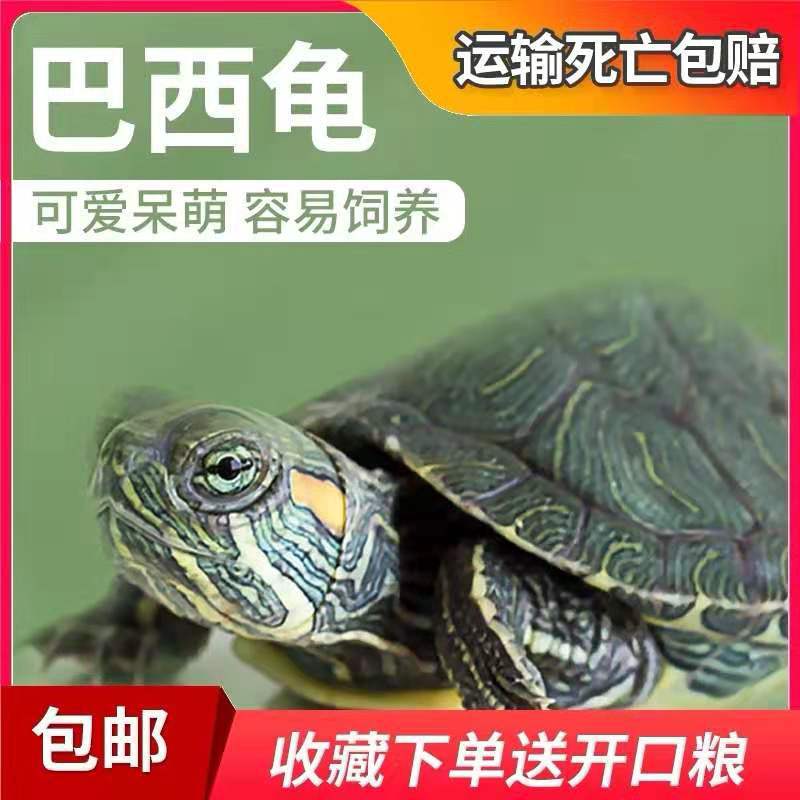 100%成活率精品外塘巴西龟乌龟活体宠物巴西苗子招财炫彩巴西批发