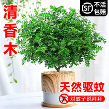 �����������ľ��ò�ֲ�������������������B�����㻨���҃���