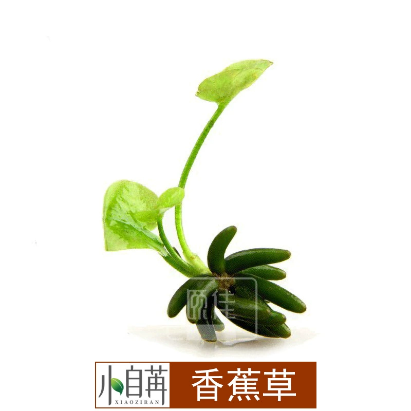 Банановая Трава Узел Банановая Трава Водная Трава Жить Оптовая Аквариум Пейзаж Настоящая Водная Трава Украшение Аквариум Декоративный Негативный Хорошее Сельское Хозяйство