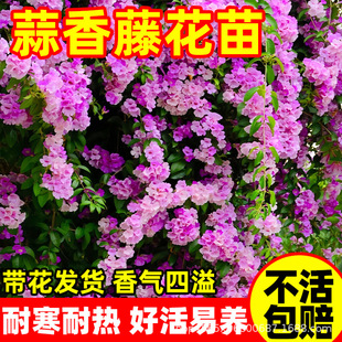 �����ٻ�������ֲ���ϻ��̨ͥԺ���⻨�����Դ����_��ֲ�������