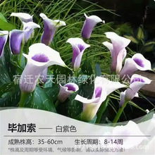 加州红彩色马蹄莲种球大球彩马种球多年生客厅盆栽球根花卉仿真