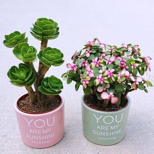 Full of Wealth, Good Luck, Succulent Plant Potted Indoor Green Plants, Radiation Protection, Easy for Novices to Grow Colorful Flowers and Succulents