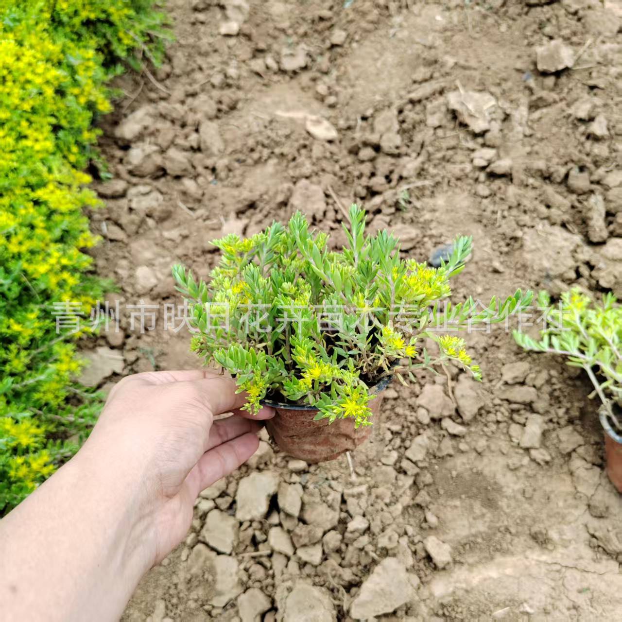 垂盆草盆栽花苗绿化地被屋顶绿化青州草花大棚基地临朐苗木垂盆草