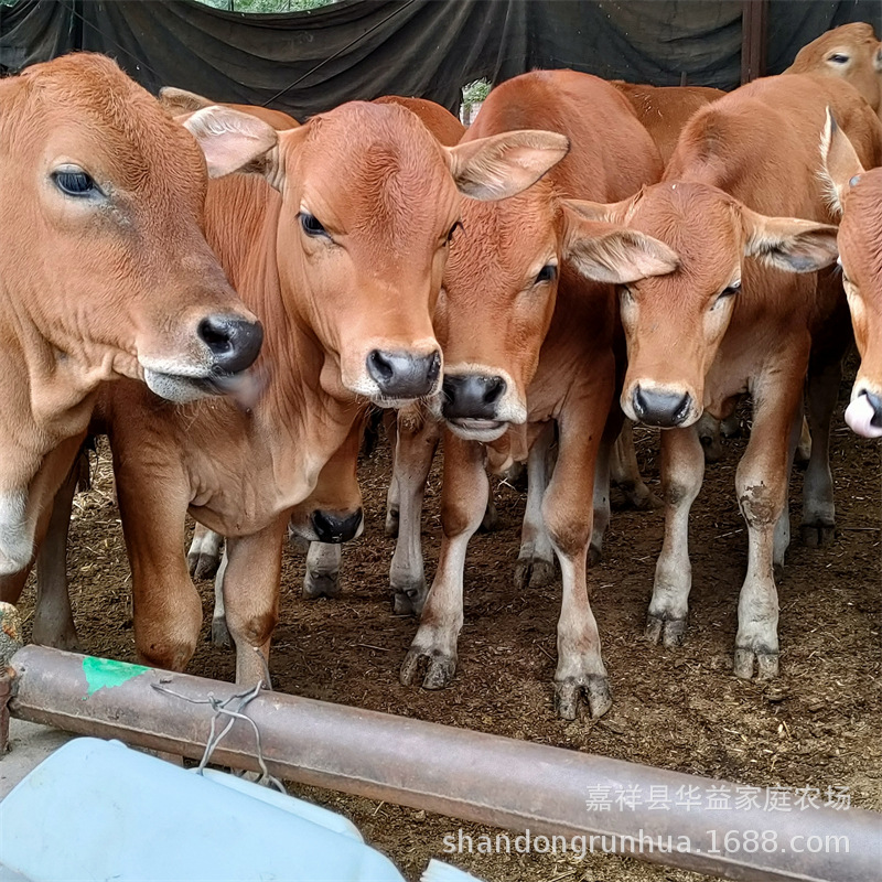 鲁西黄牛小牛 肉牛犊 西门塔尔牛 河北肉牛养殖场