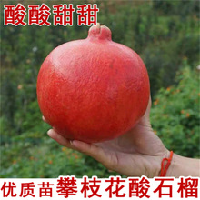 秋姬蜂蜜王突尼斯软籽番石榴果树果苗特大盆栽地栽南北方当年结果