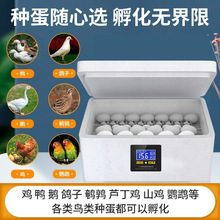 孵蛋器迷你家用型孵化机 小型鸡蛋鹦鹉孵化箱 全自动水床孵化器