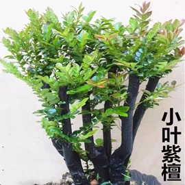 盆栽;其他园林植物;干花