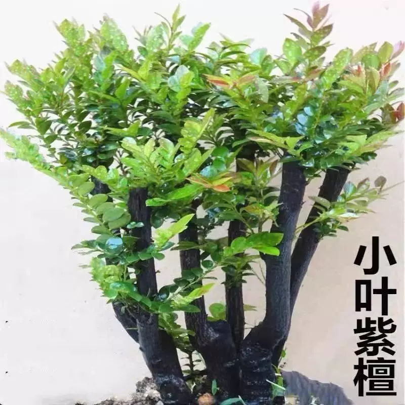 名贵小叶紫檀盆景树苗室内外绿植办公室四季常青植物客厅花卉盆栽