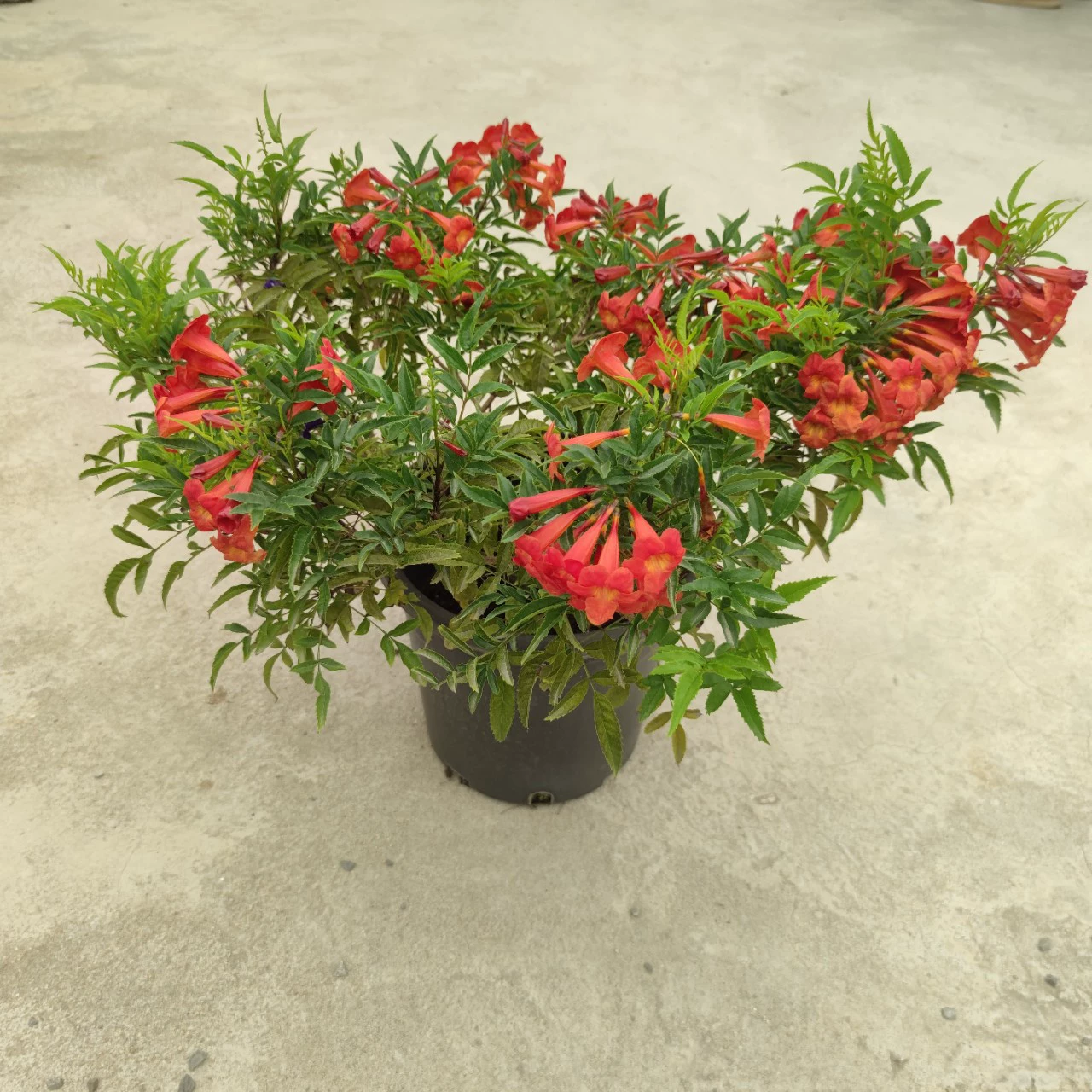 2303 база поставляет цветы красных колоколов 40-60 см