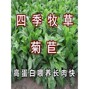 ���ķN�Ѵ��~������ι�i�˷N��ţ���~�u���Z�۳Ե����ݷN�����Ӳ�