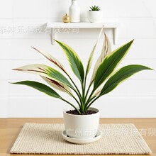 �羳�����������ľ��Ѫ��Gֲ�҃��쾰ֲ��廨��ķ����~���l