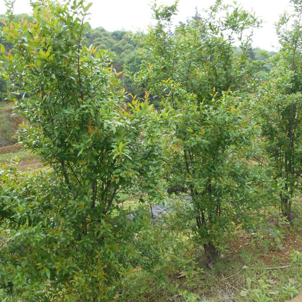 Оптовые рассады гранатовых деревьев с красными цветами, грунтовые гранатовые цветы из Хунани, высокое качество, низкая цена.