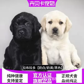 狗;其他农业