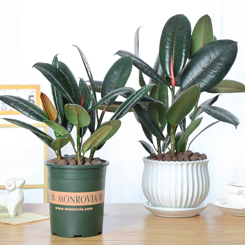Hydroponic Black Diamond Rubber Tree Plant Indoor Living Room Large Green Plant Flower Potted Office Foliage Easy to Maintain Bonsai