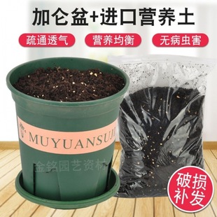 Green Dill Flower Pot with Soil Plastic Pot and Soil Gallon Pot Flower Soil Vegetable Planting Soil Universal Soil