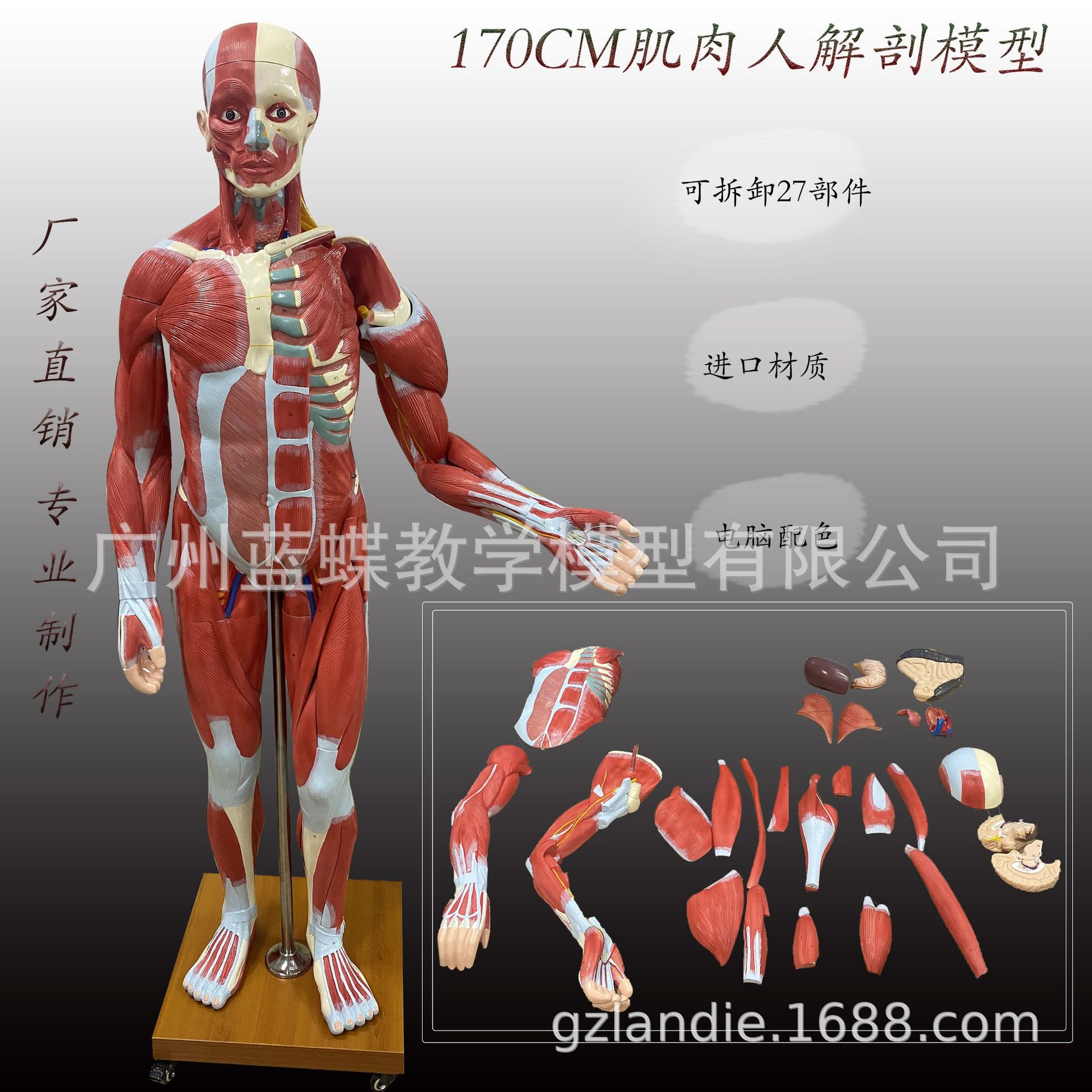 ����ȫ�����⸽����ģ��ҽѧ��ѧ�������弡������������170CM