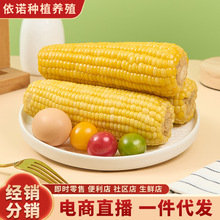 现摘黄糯玉米软糯香甜颗粒饱满皮薄无渣真空包装即食玉米厂家供应
