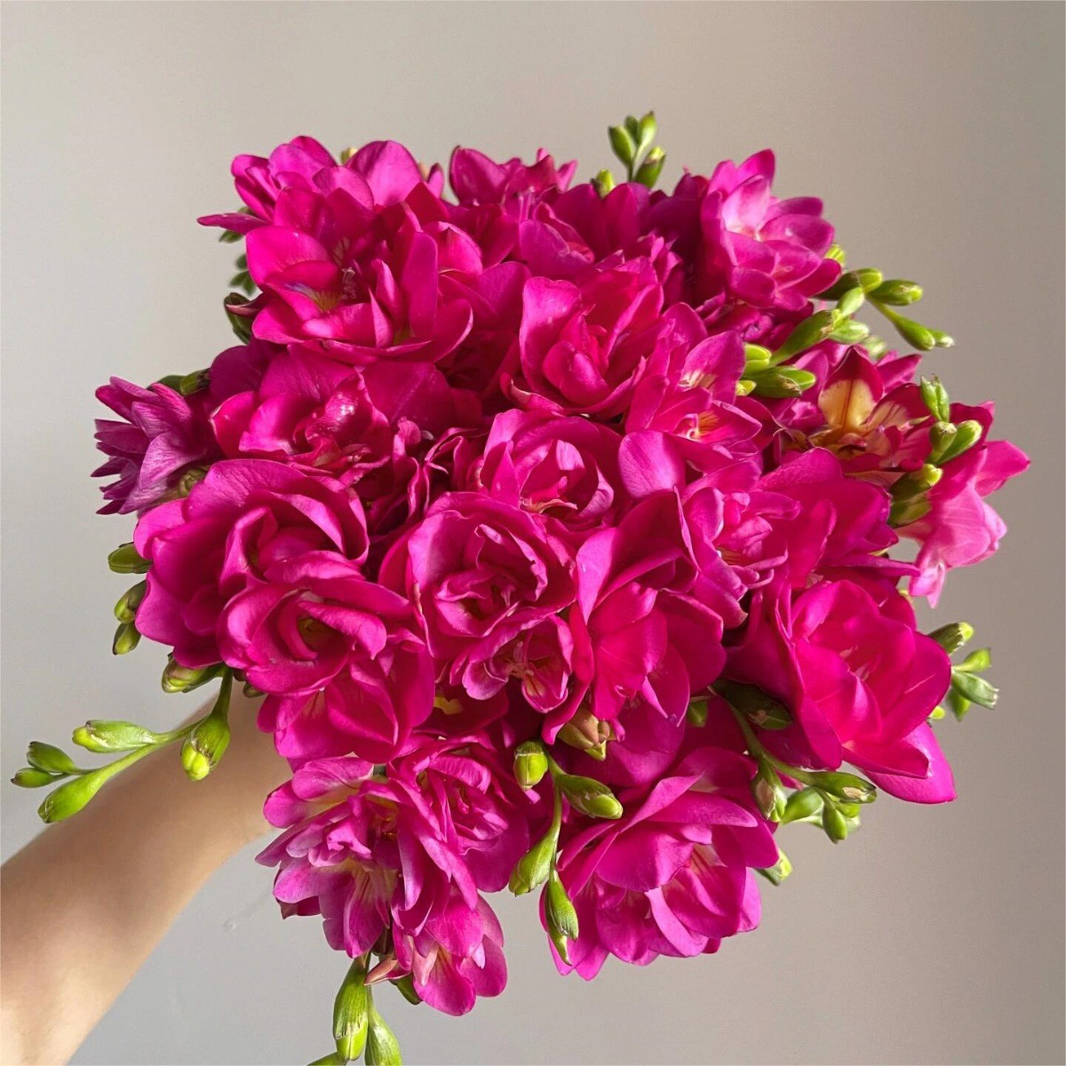 Bola de flor de cilantro, planta en maceta, pétalos dobles, fresia con brotes, raíz con capullos, planta en maceta de color mixto, flores en todas las estaciones