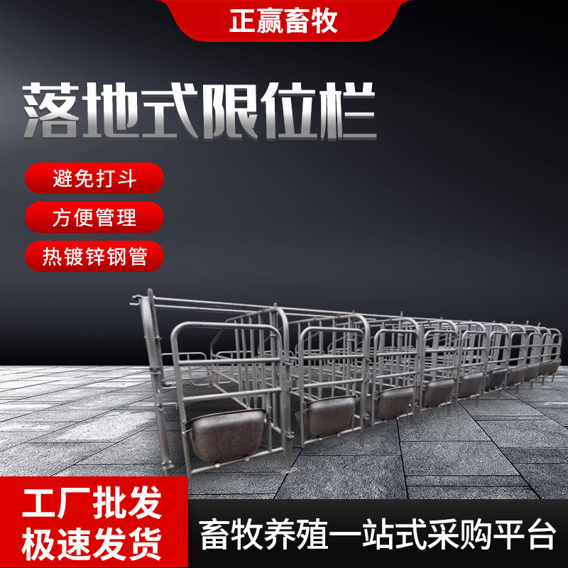 Special Floor-Mounted Positioning Stalls for Pig Farms, Thickened and Heavy-Duty Floor-Mounted Positioning Stalls, Sow Confinement Stalls, Pig Positioning Stalls Special Floor-Mounted Positioning Stalls for Pig Farms, Thickened and Heavy-Duty Floor-Mounted Positioning Stalls, Sow Confinement Stalls, Pig Positioning Stalls