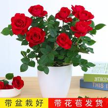 盆栽玫瑰花带花带花苞迷你玫瑰耐寒花月季花四季开花室内阳台好养