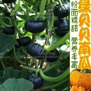 �Gؐؐ����С�Ϲ��߲˷N�Ӹ߮a�ձ������߲��ļ��紺��������